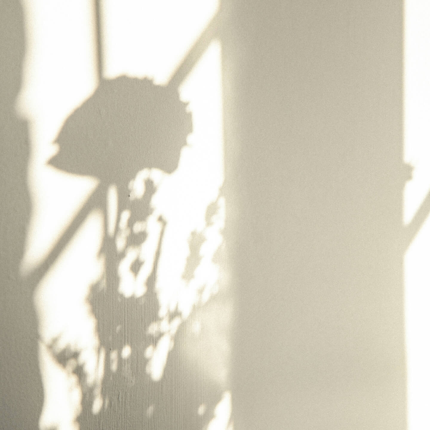 A flower shadow cast on a wall